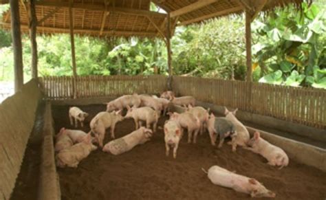 It is estimated that a medium sized pig of 110 lbs. . Backyard pig farming in the philippines